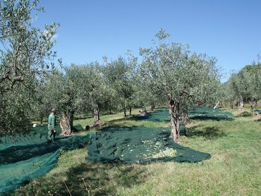 12 Raccolta 12 Raccolta