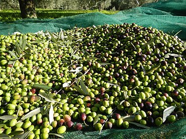 13 raccolto di fine giornata nella rete 13 raccolto di fine giornata nella rete