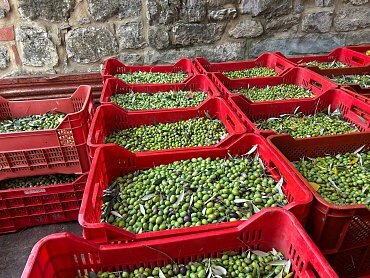 olive appena raccolte olive appena raccolte